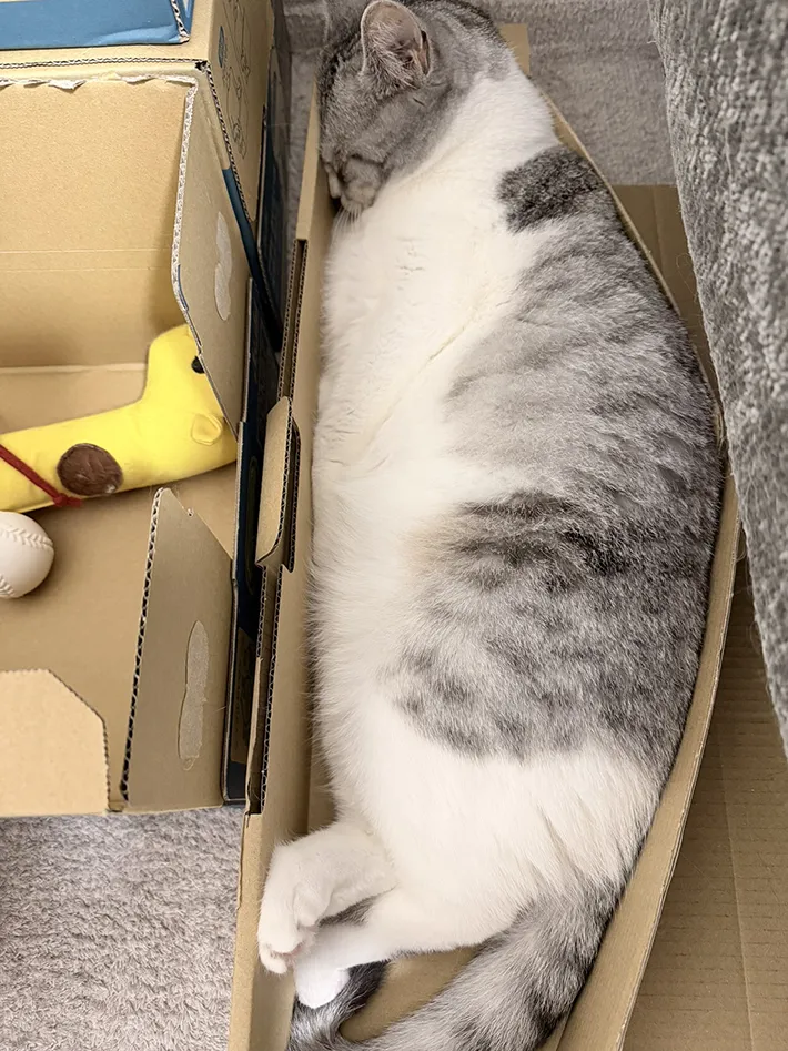 ダンボールに入って寝る猫の写真