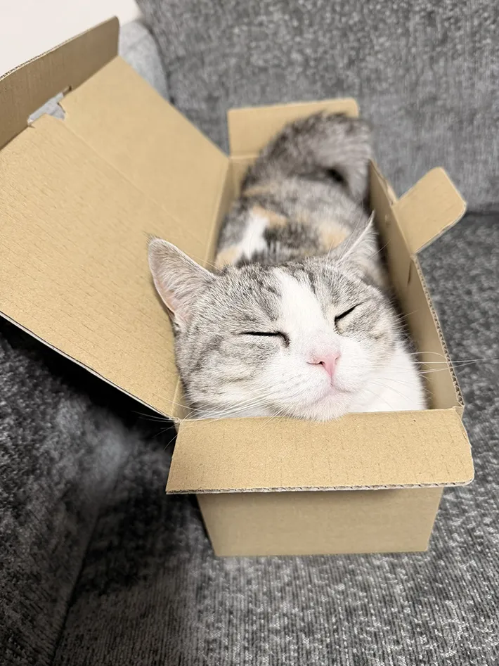 ダンボールに入って寝るもう1匹の猫の写真