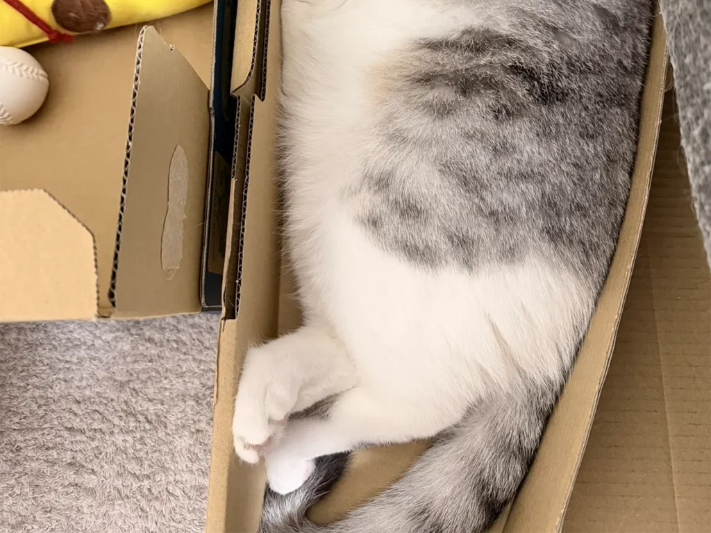 ダンボールに入って寝る猫の写真