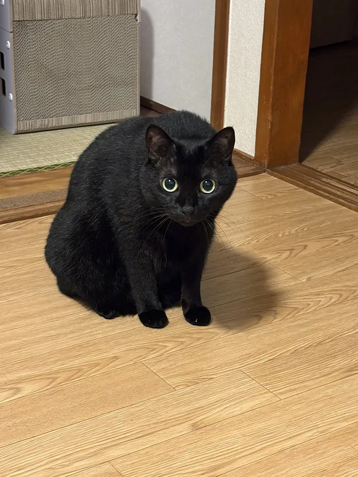 猫の写真