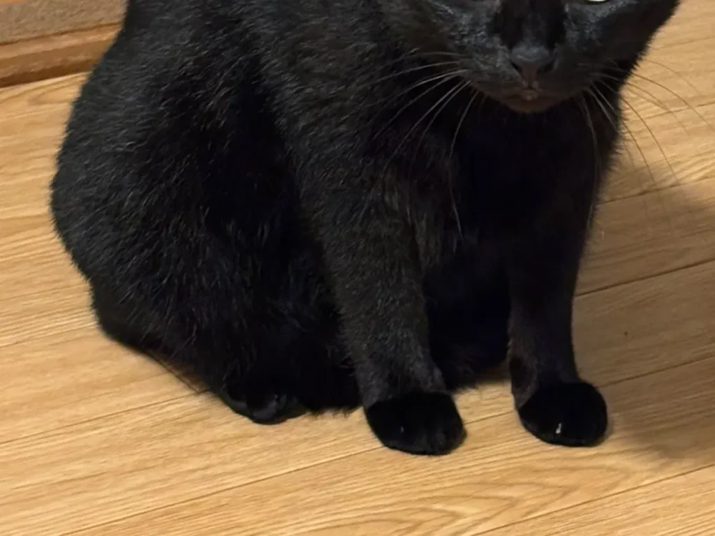 猫の写真