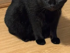 猫の写真