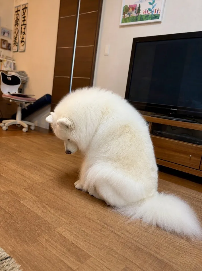 落ち込むサモエドの写真