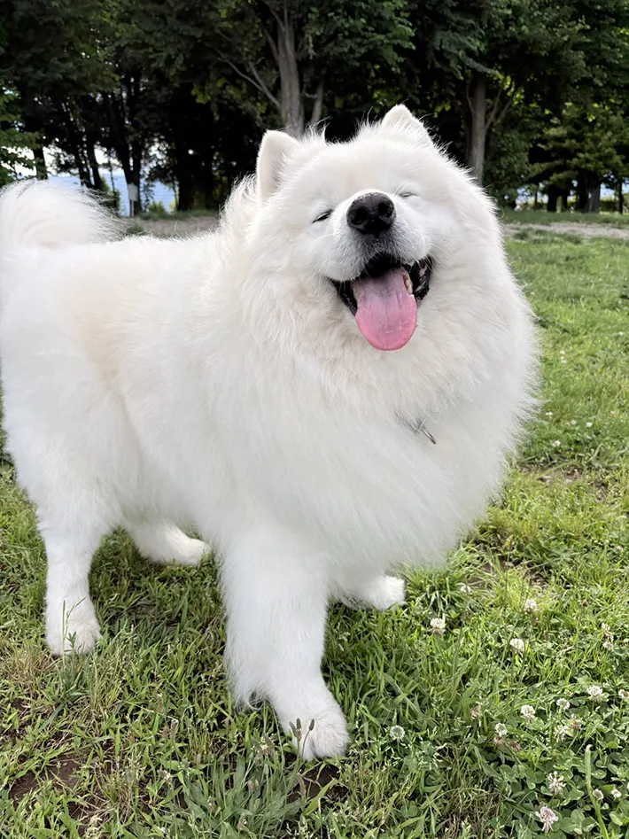 嬉しそうなサモエドの写真