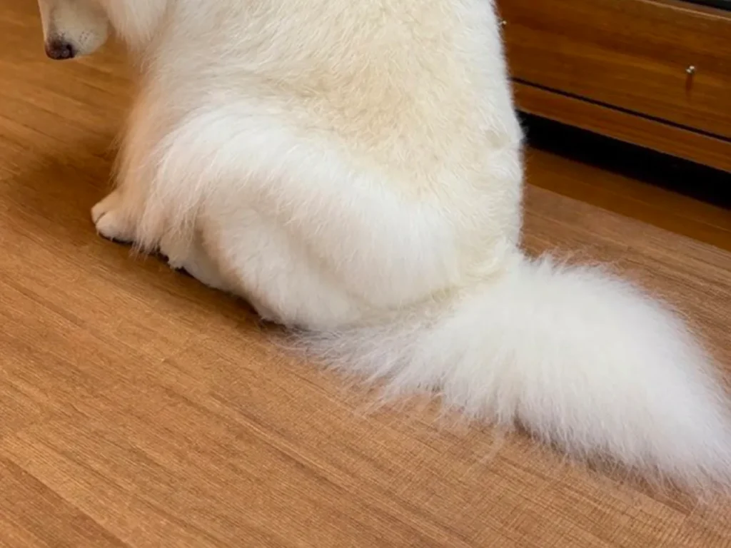 落ち込むサモエドの写真