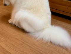 落ち込むサモエドの写真