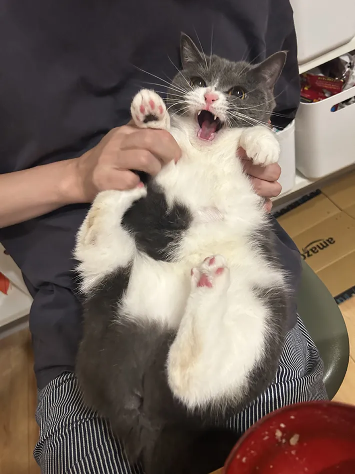 爪切りを全力で拒否する猫のとろろちゃんの画像
