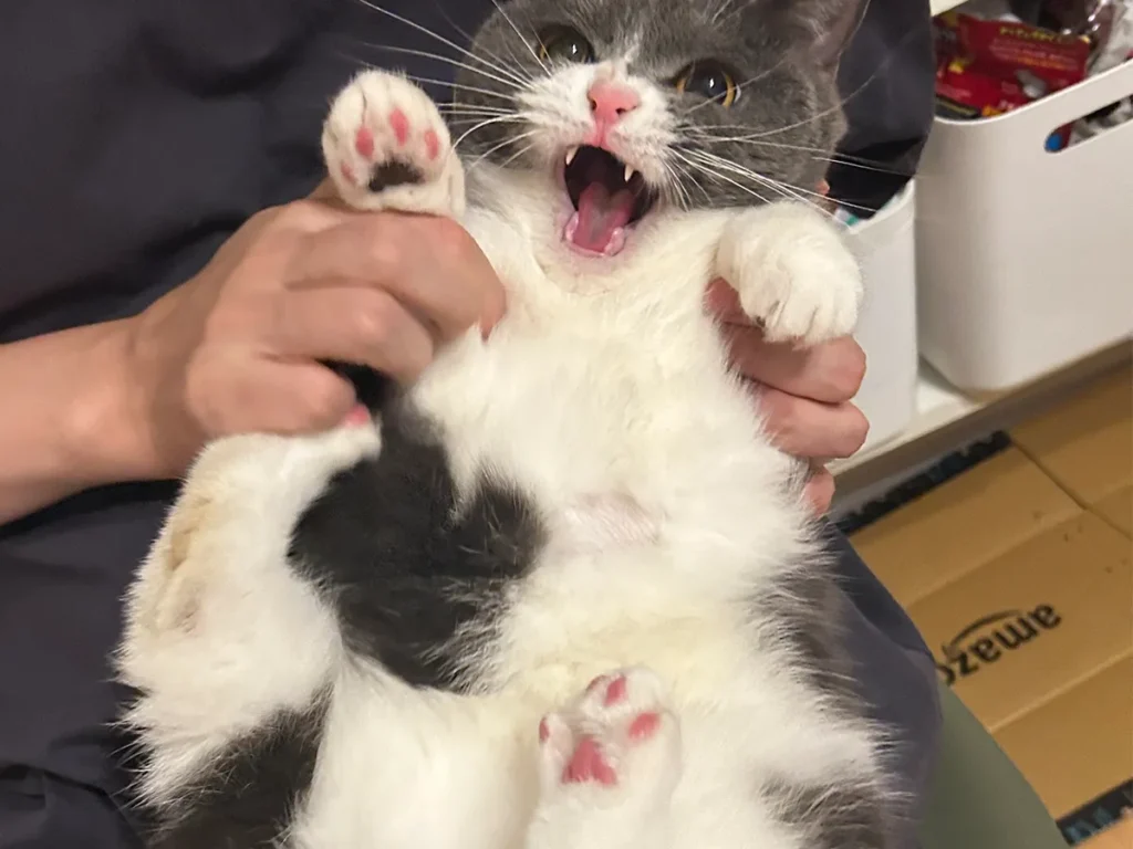 爪切りを全力で拒否する猫のとろろちゃんの画像