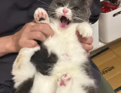 爪切りを全力で拒否する猫のとろろちゃんの画像