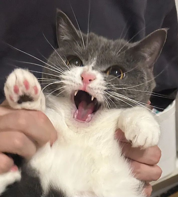 爪切りを全力で拒否する猫のとろろちゃんの画像