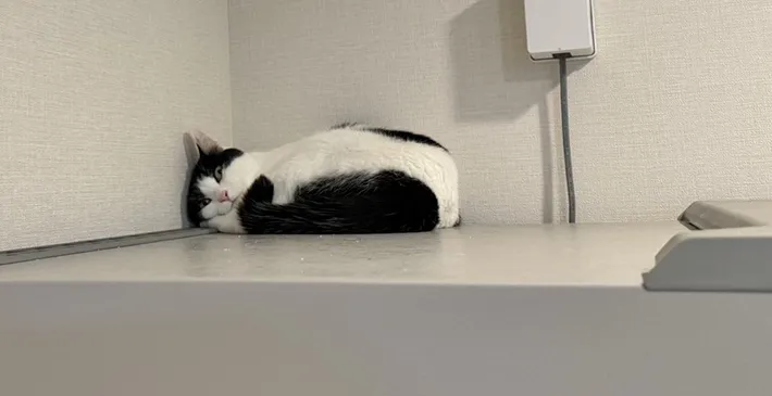 冷蔵庫の上でくつろぐ、猫のおすしちゃんの画像