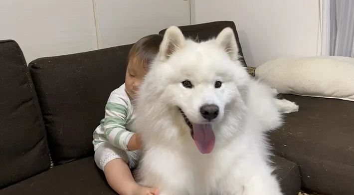 弟にハグされるサモエド
