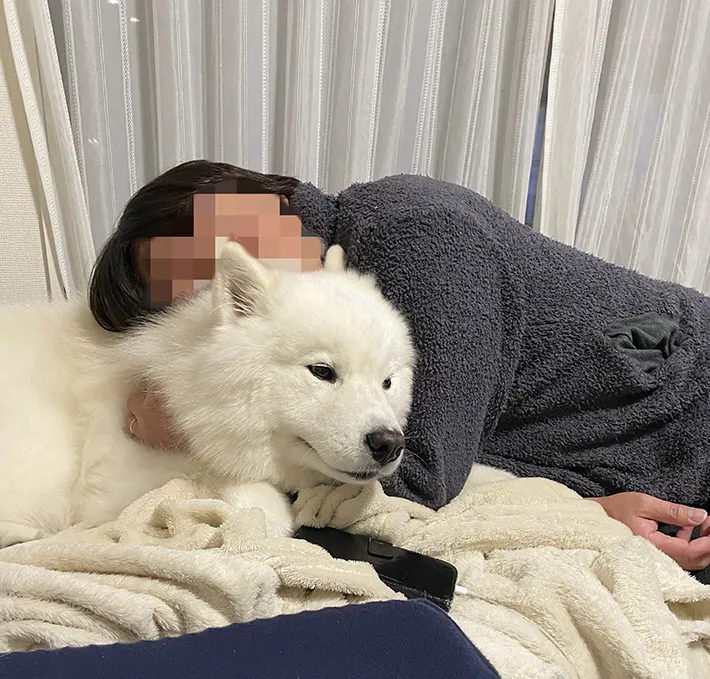 パパにハグされるサモエド