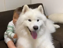 弟にハグされるサモエド