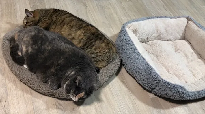 猫の写真