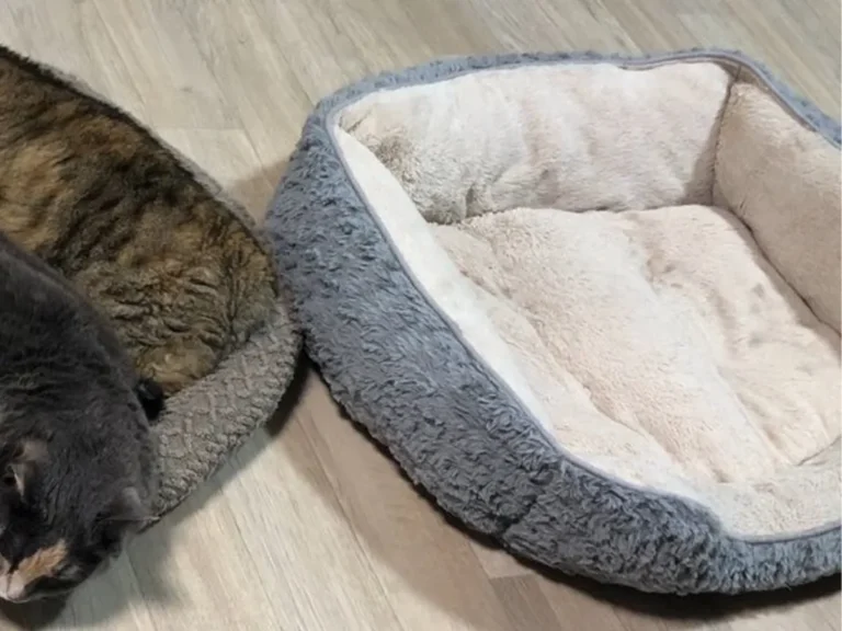 猫の写真