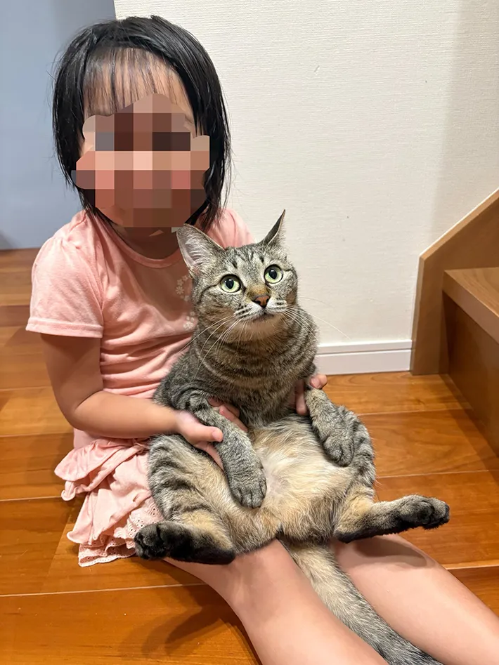 猫の写真