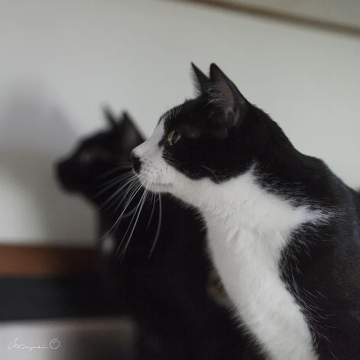 猫の写真