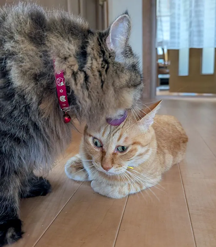 猫のララちゃん、ぷりんちゃん親子の写真（提供：@purinlalaさん）