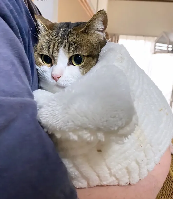 猫の写真