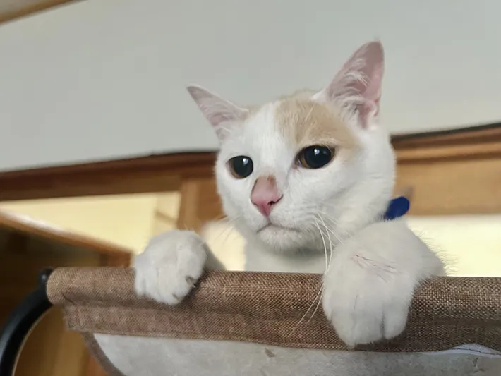 猫の写真