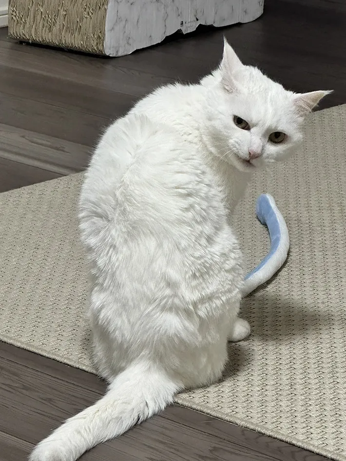 猫の写真