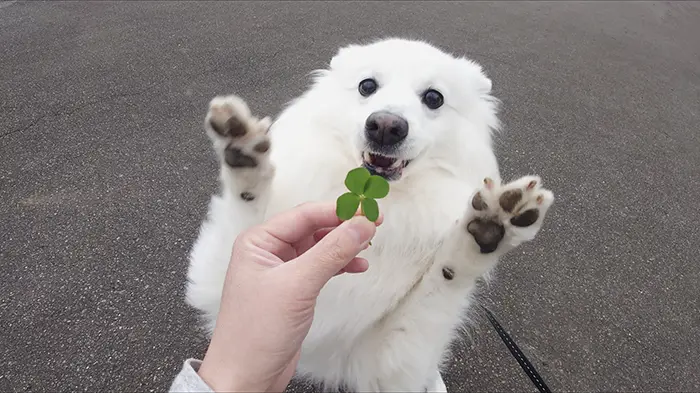 四葉のクローバーに喜ぶ犬の写真