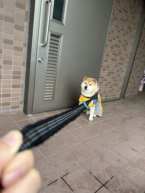 雨の日の散歩を拒否する柴犬の写真