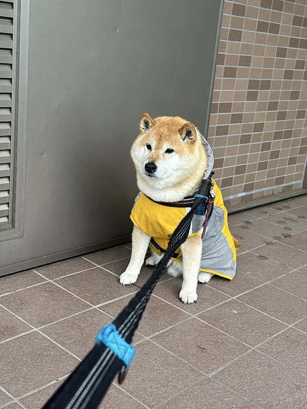 雨の日の散歩を拒否する柴犬の写真