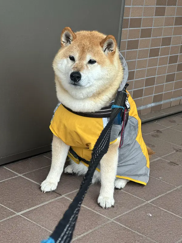 雨の日の散歩を拒否する柴犬の写真