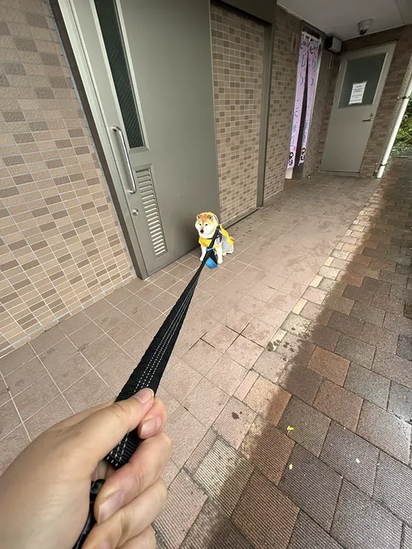 雨の日の散歩を拒否する柴犬の写真