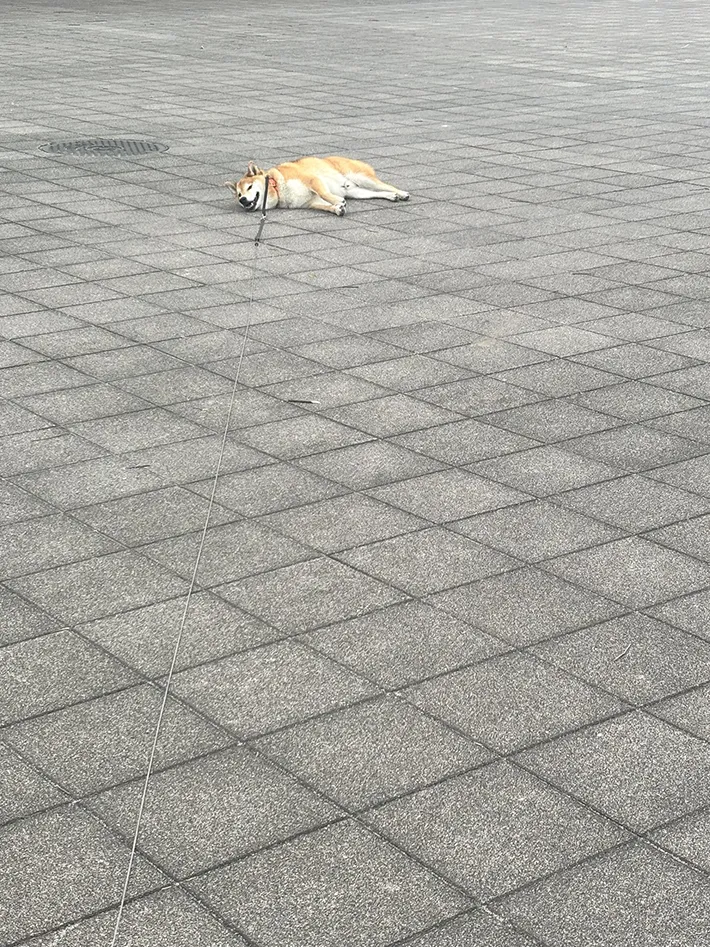 柴犬の写真