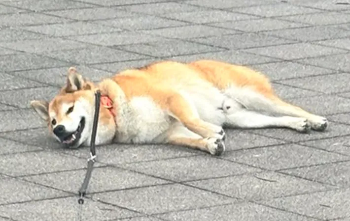 柴犬の写真