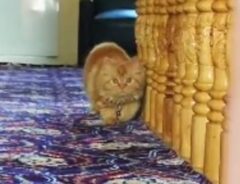 猫の写真