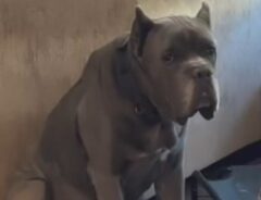 犬の写真