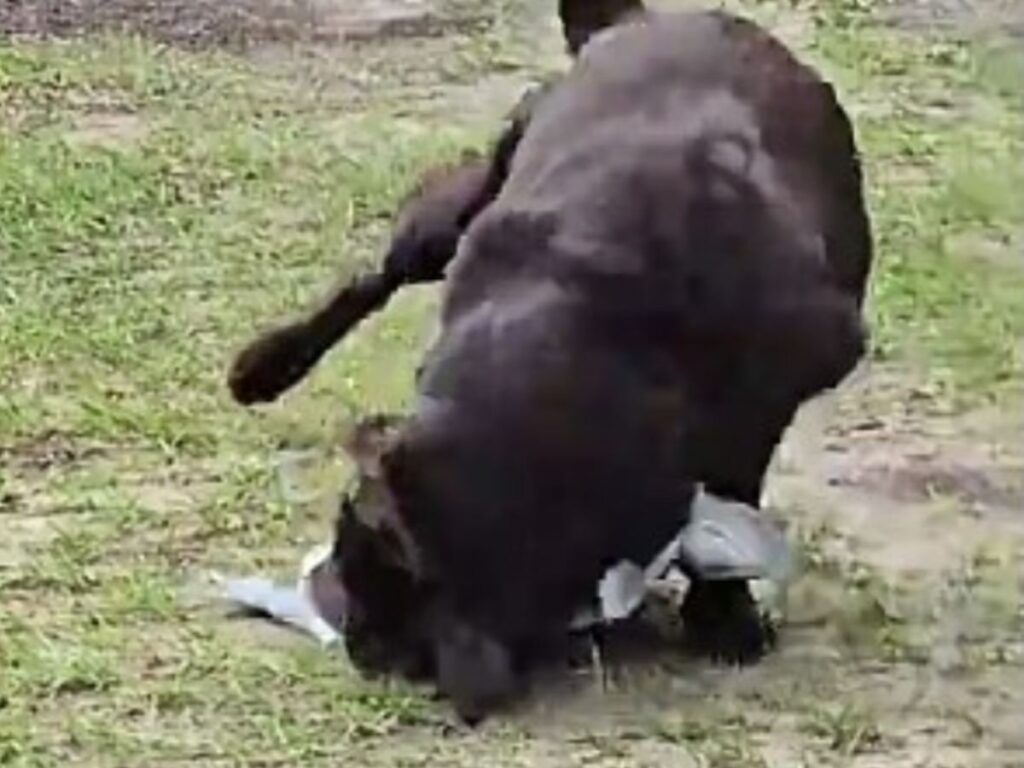 犬の写真