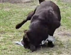 犬の写真