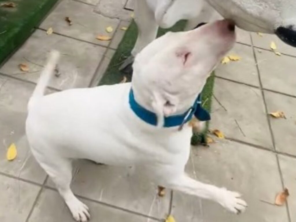 犬の写真
