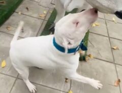犬の写真