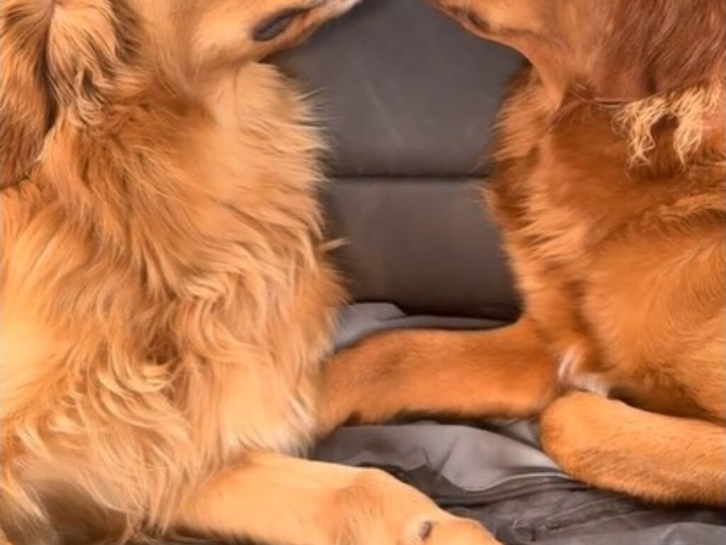 犬の写真