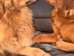 犬の写真