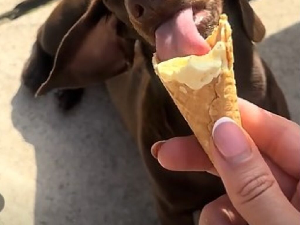 犬の写真