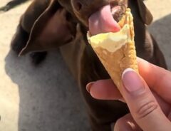 犬の写真