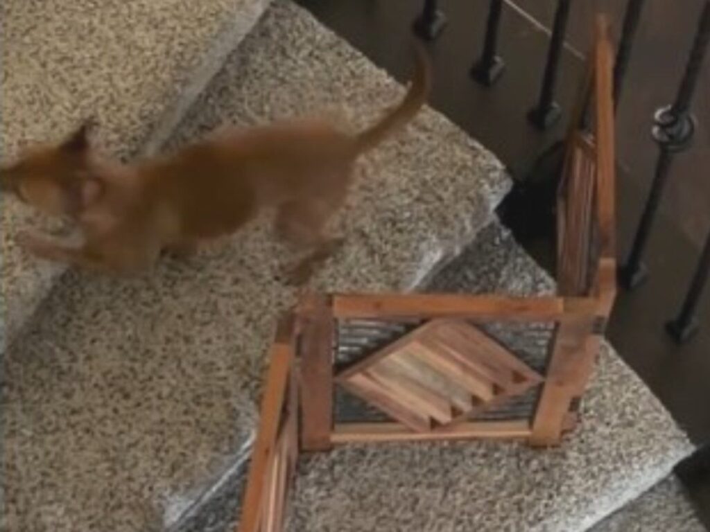 犬の写真