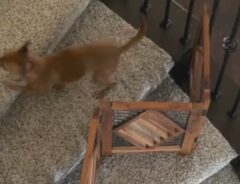 犬の写真