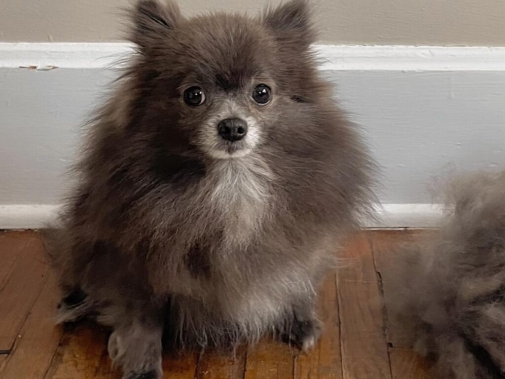 犬の写真