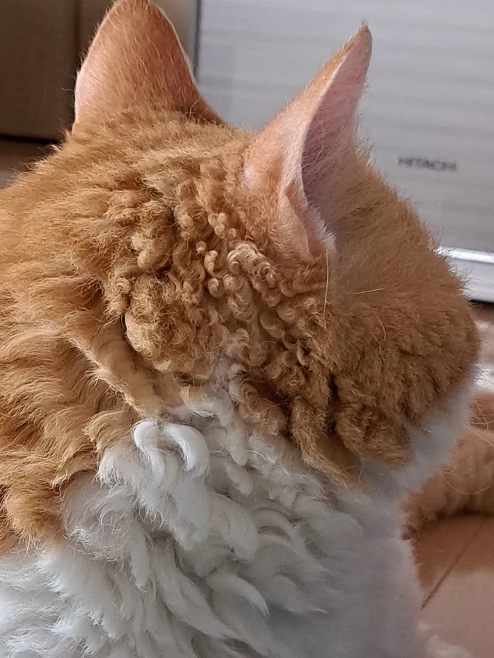 猫のくせ毛の写真