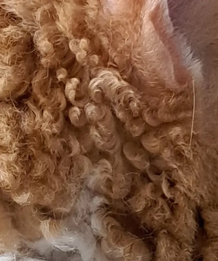 猫のくせ毛の写真