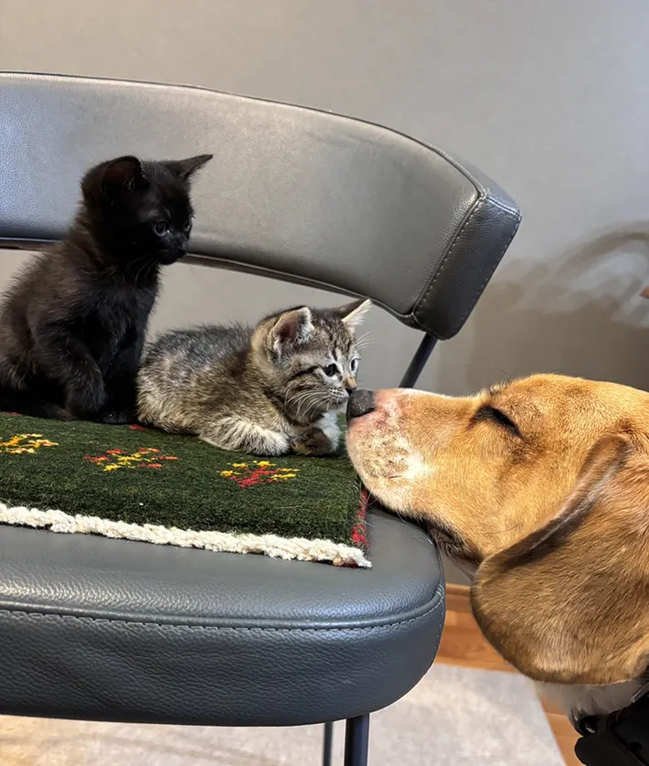 子猫と犬の写真