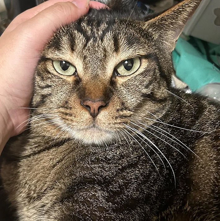 猫の写真